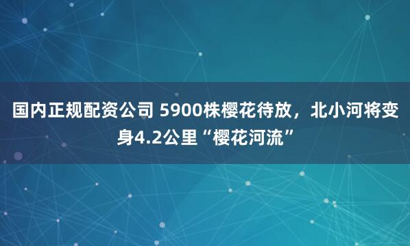 国内正规配资公司 5900株樱花待放，北小河将变身4.2公里“樱花河流”